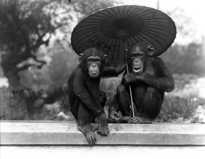 Een paar chimpansees in ZSL London Zoo, 1931 door Frederick William Bond